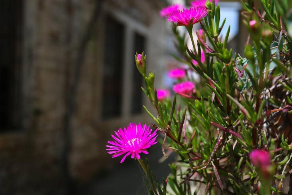 Charming Apartment In Town Center PUY 외부 사진